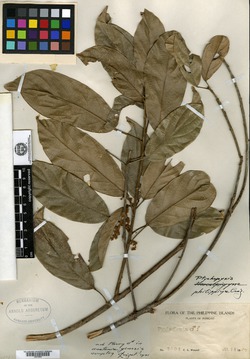 Image of Henriettea uniflora