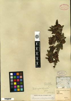 Neopringlea integrifolia image