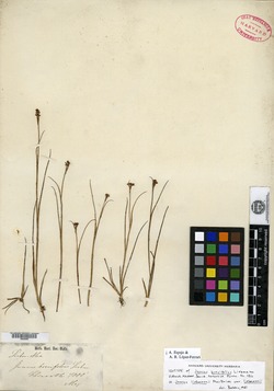 Juncus brevifolius image