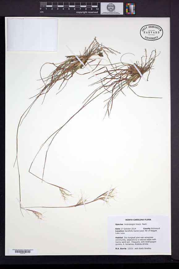 Image of Andropogon tracyi