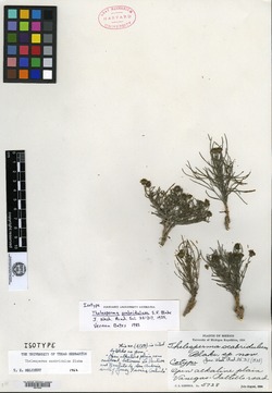 Image of Thelesperma scabridulum