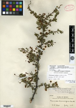 Mimosa pueblensis image