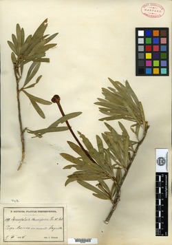 Image of Brunfelsia densifolia
