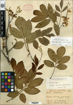 Image of Lonchocarpus broadwayi