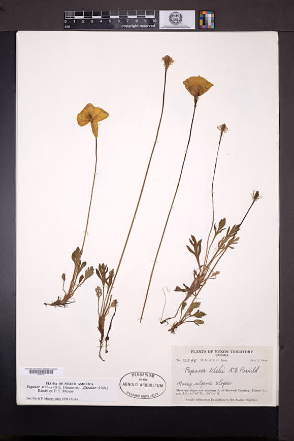 Papaver macounii subsp. discolor image
