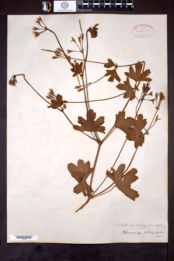 Image of Pelargonium alchemilloides