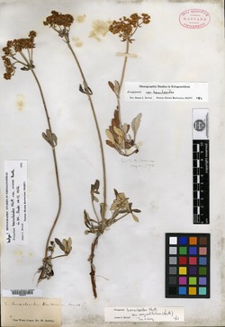 Eriogonum heracleoides var. minus image