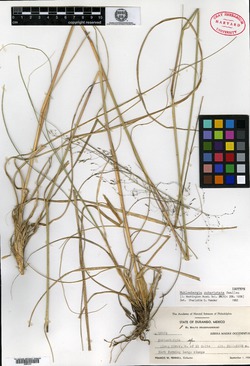 Muhlenbergia subaristata image