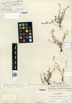 Image of Allocarya nigra