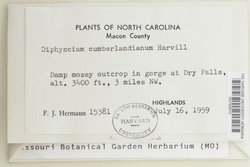 Diphyscium mucronifolium image