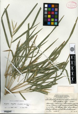Guadua longifolia image