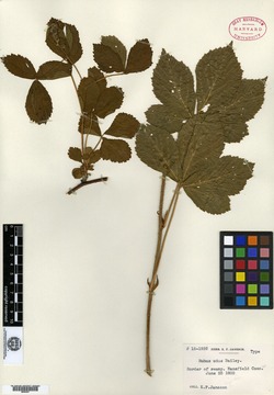 Rubus udus image