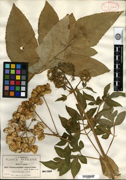 Prionosciadium megacarpum image