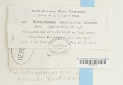 Heterocladium heteropterum var. filescens image