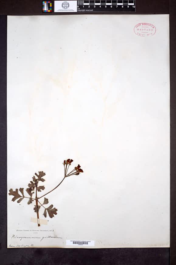 Image of Pelargonium gibbosum