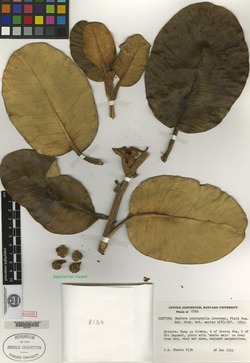 Image of Shafera platyphylla