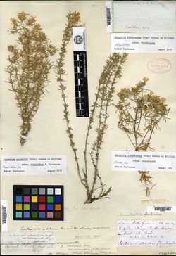 Image of Gilia floribunda