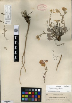 Image of Physaria alpestris
