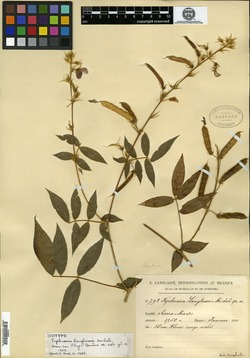 Image of Tephrosia langlassei