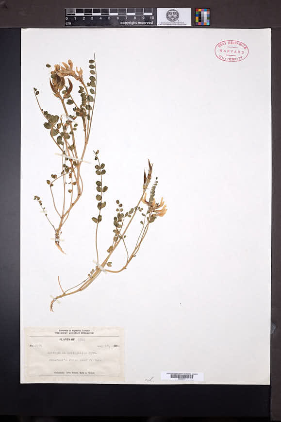 Astragalus lentiginosus var. salinus image