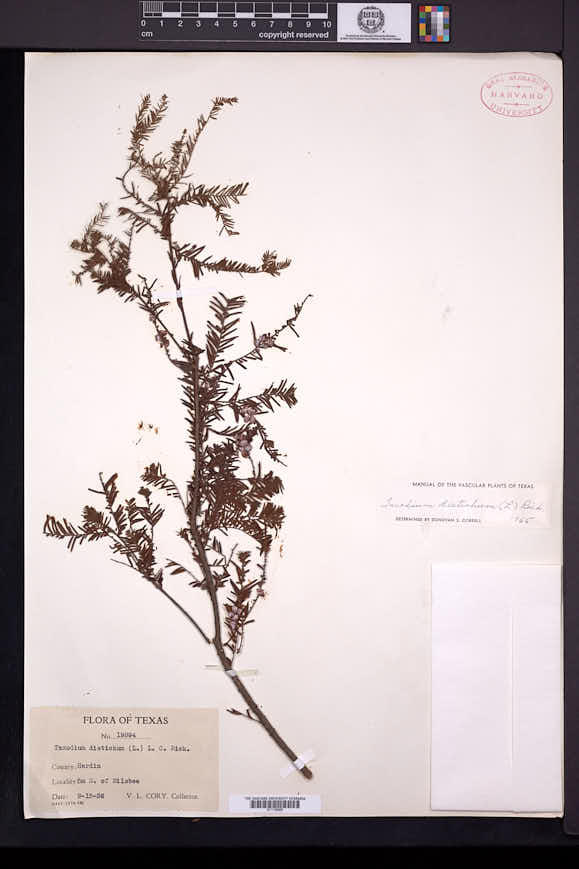 Taxodium distichum image