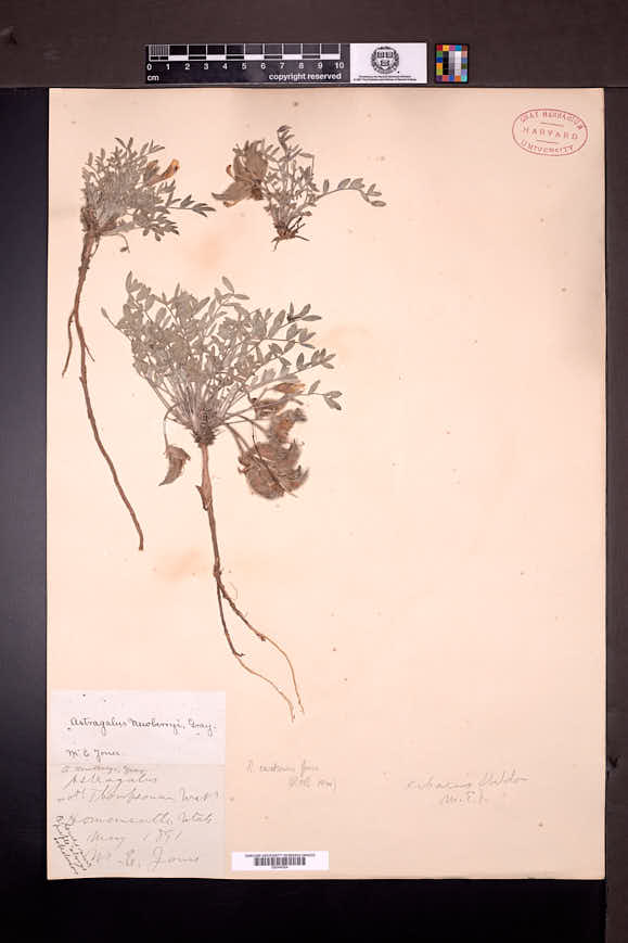 Astragalus eurekensis image