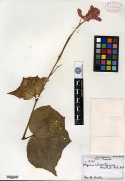 Begonia rhodochlamys image