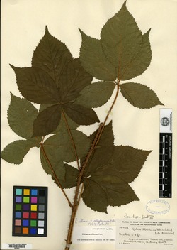 Image of Rubus aculiferus