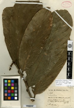 Image of Eschweilera calyculata