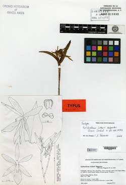 Epidendrum lutheri image