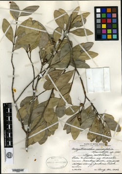 Image of Calyptranthes cuneifolia