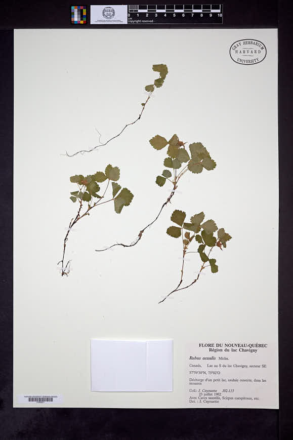 Rubus arcticus image