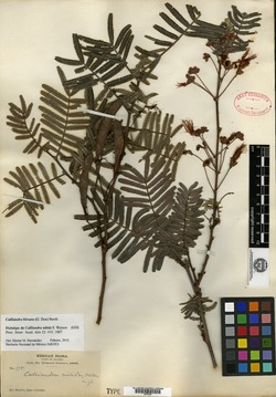 Calliandra nitida image