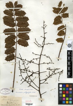 Comocladia platyphylla image