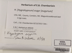 Pseudohygrohypnum eugyrium image