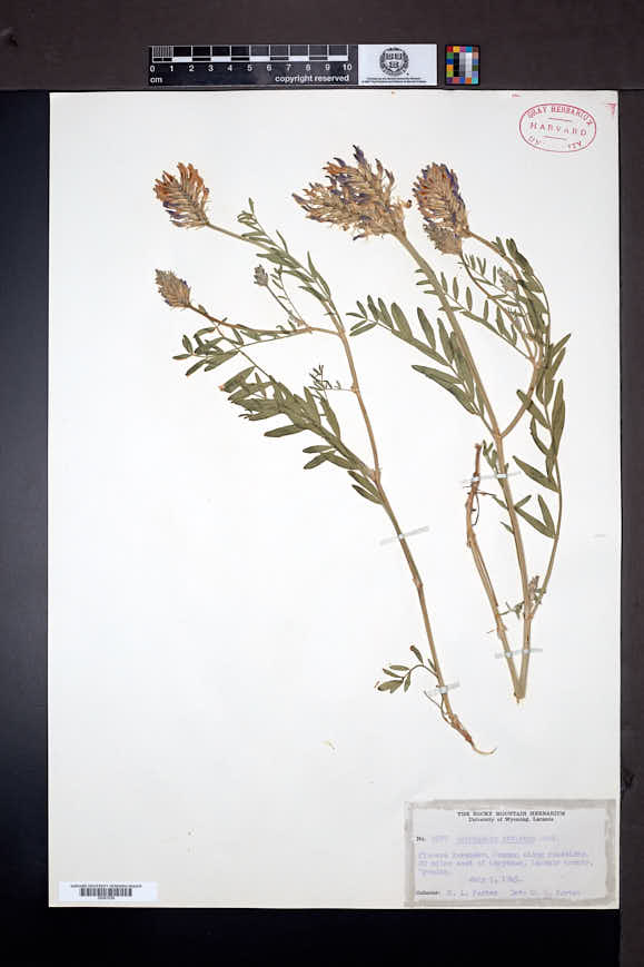 Astragalus laxmannii var. robustior image
