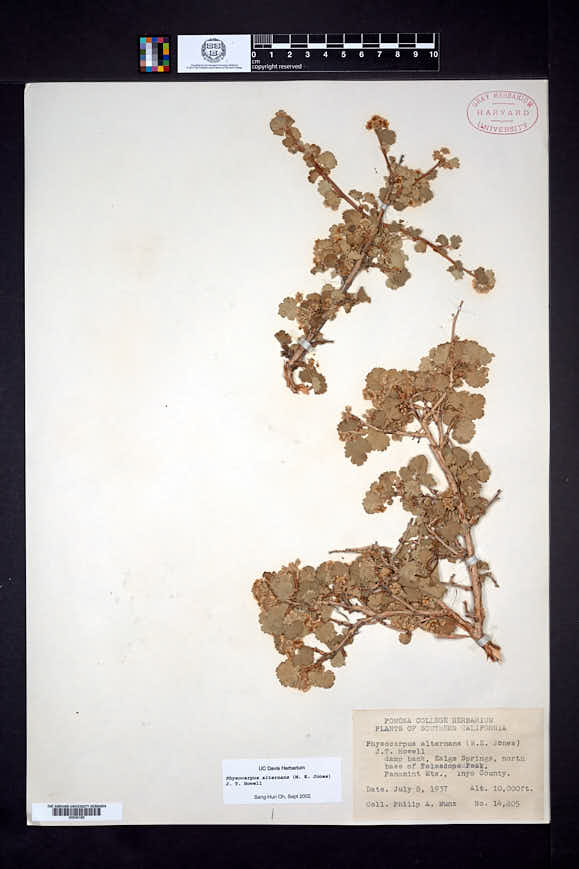 Physocarpus alternans image