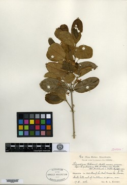 Image of Chionanthus pubescens