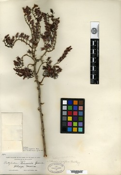 Image of Dudleya rigidiflora
