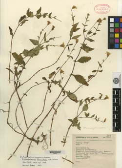 Image of Microspermum flaccidum