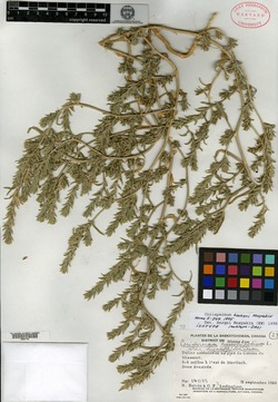 Image of Corispermum hookeri