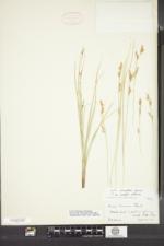 Image of Carex brunnea
