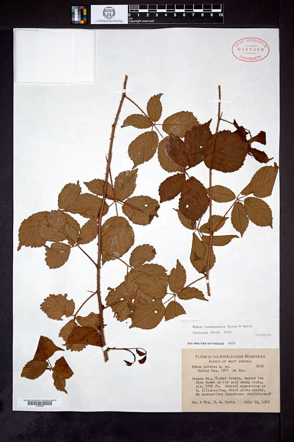 Image of Rubus canaanensis