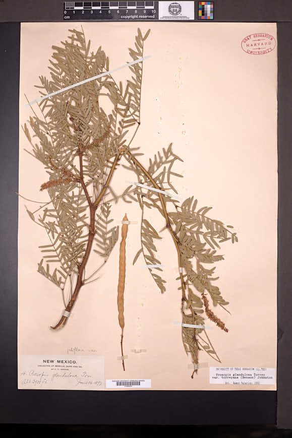 Prosopis glandulosa var. torreyana image