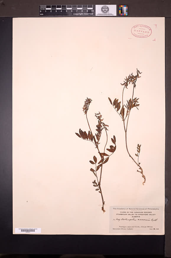 Astragalus robbinsii var. minor image