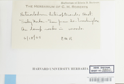 Heterocladium macounii image