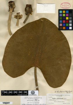 Nymphaea bombycina image