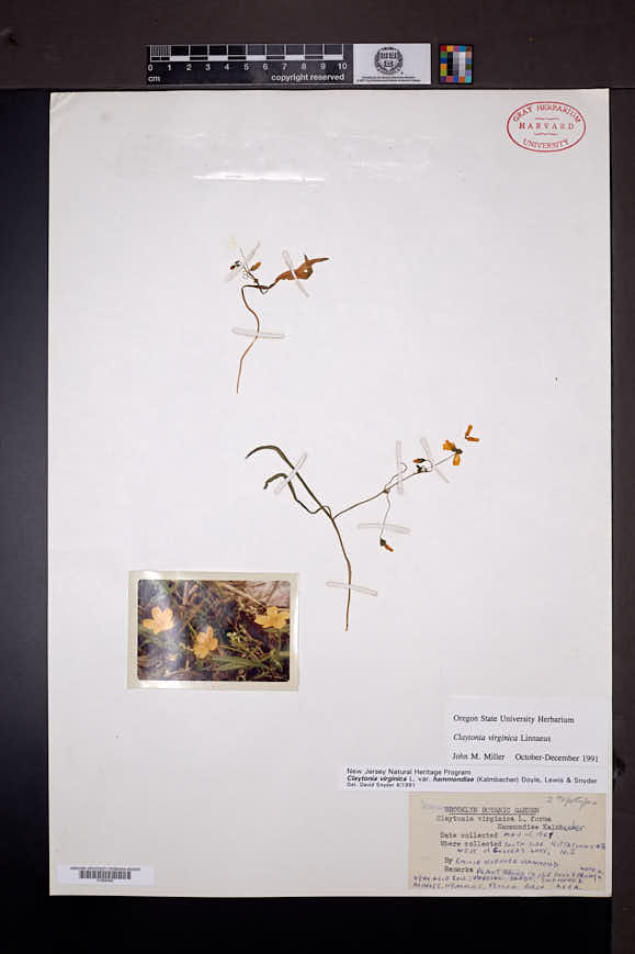 Claytonia virginica var. hammondiae image