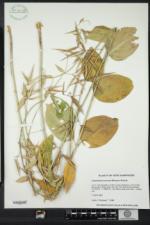 Image of Cynanchum rossicum