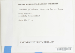 Helodium paludosum image